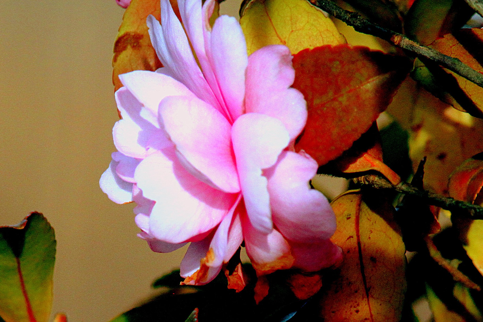 ピンクの山茶花
