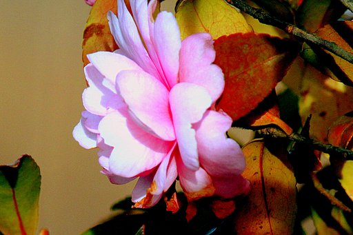 ピンクの山茶花