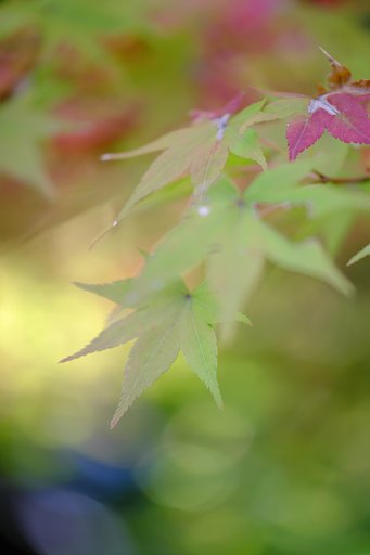 紅葉