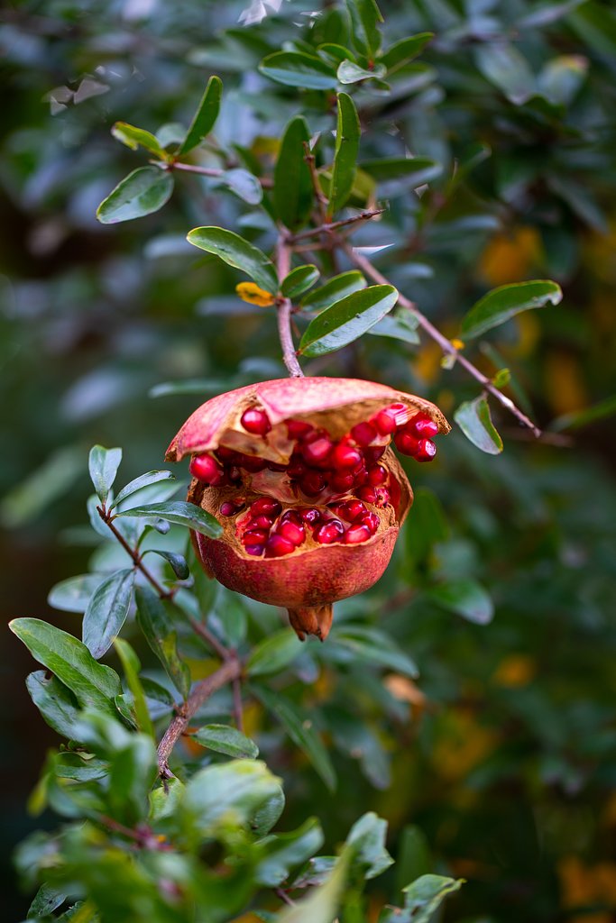 EF100mm F2.8 L IS MACRO