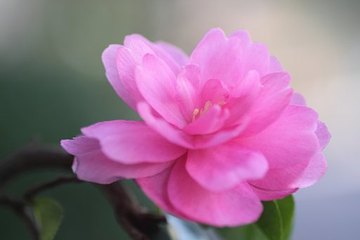 Tamron 90mm f2.8 macro 172E