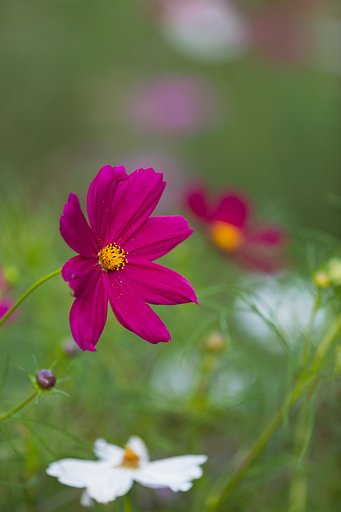 EF180mm F3.5 L Macro