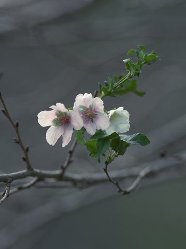 EF300mm F2.8L IS 