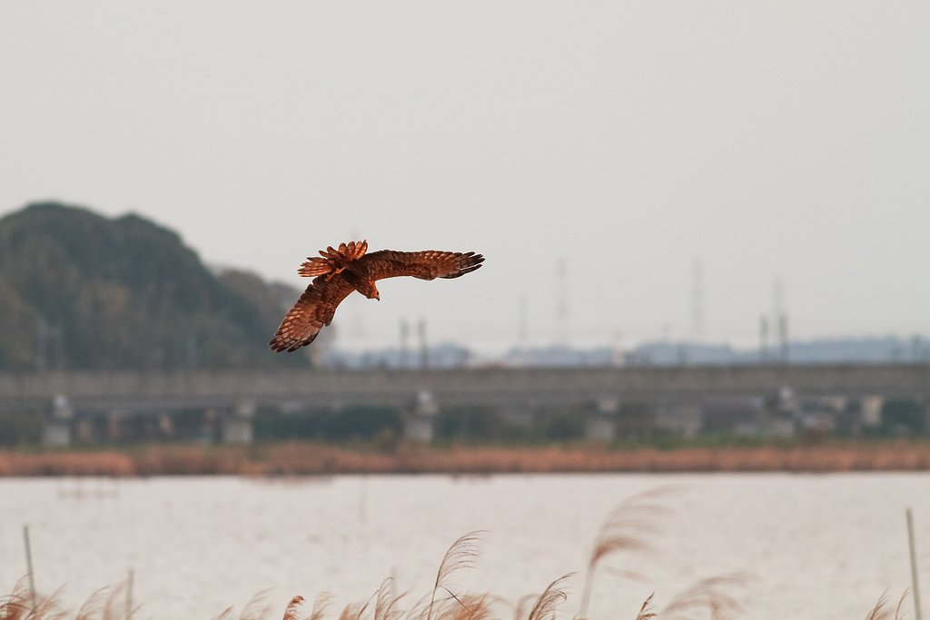 塒入り