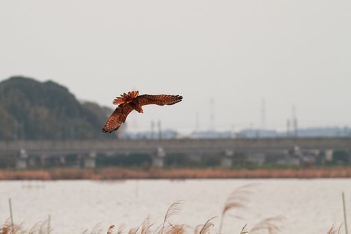 塒入り