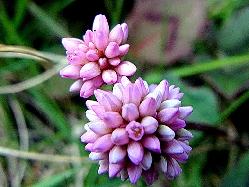 【散歩】途中の野草　ヒメツルソバ