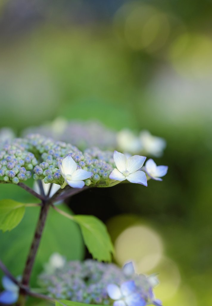 紫陽花