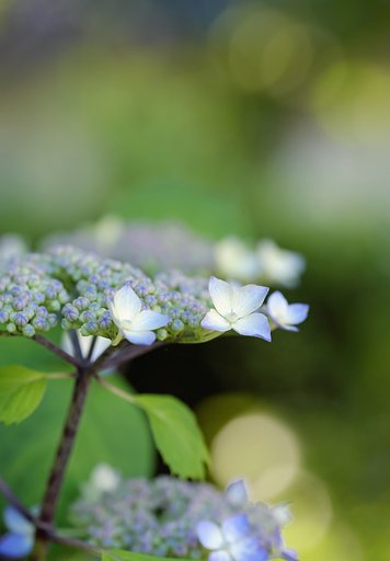 紫陽花