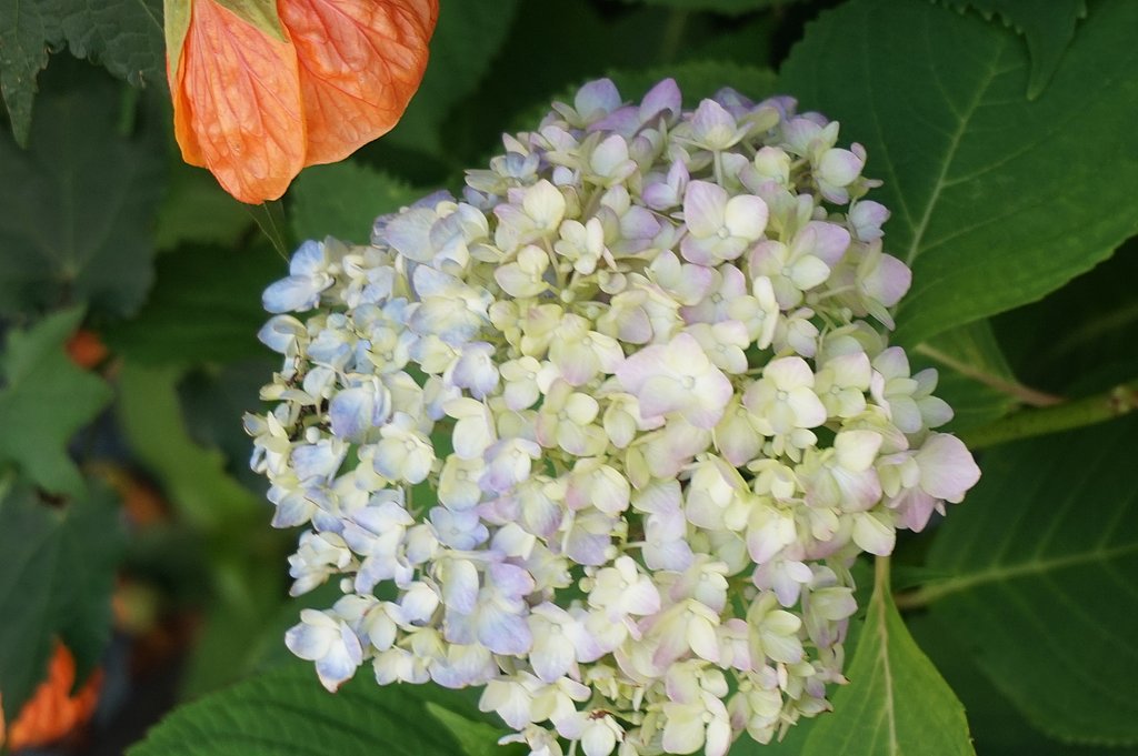 アジサイの花