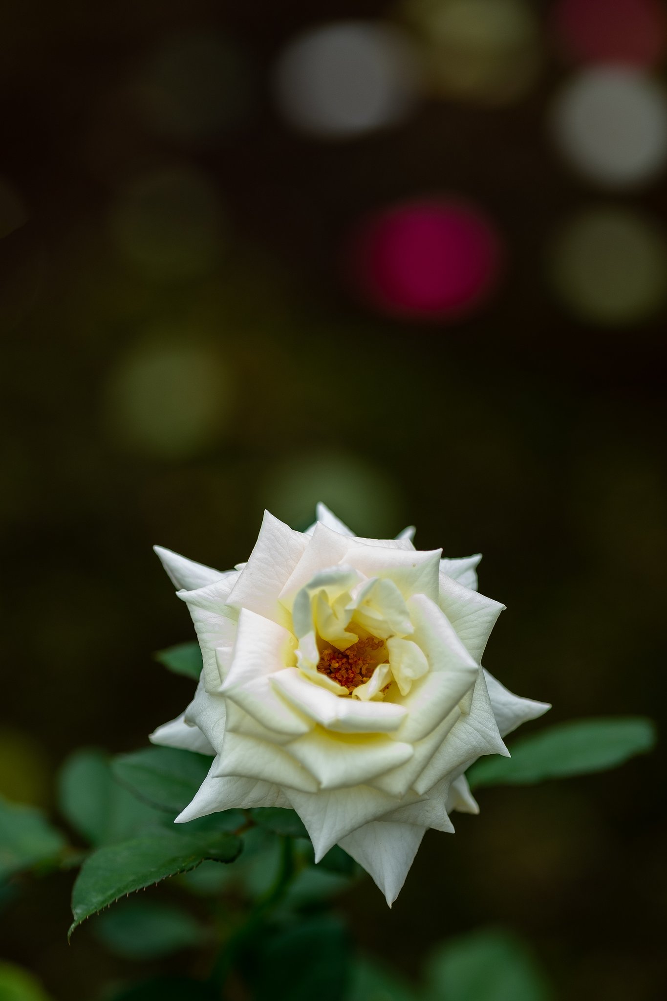 FUJINON XF90mm F2 R LM WR
