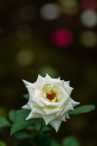 FUJINON XF90mm F2 R LM WR