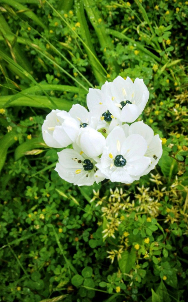 野に咲く白い花