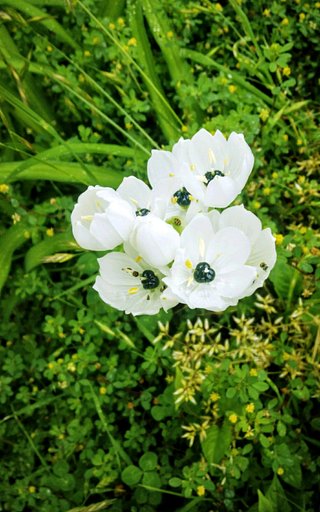 野に咲く白い花