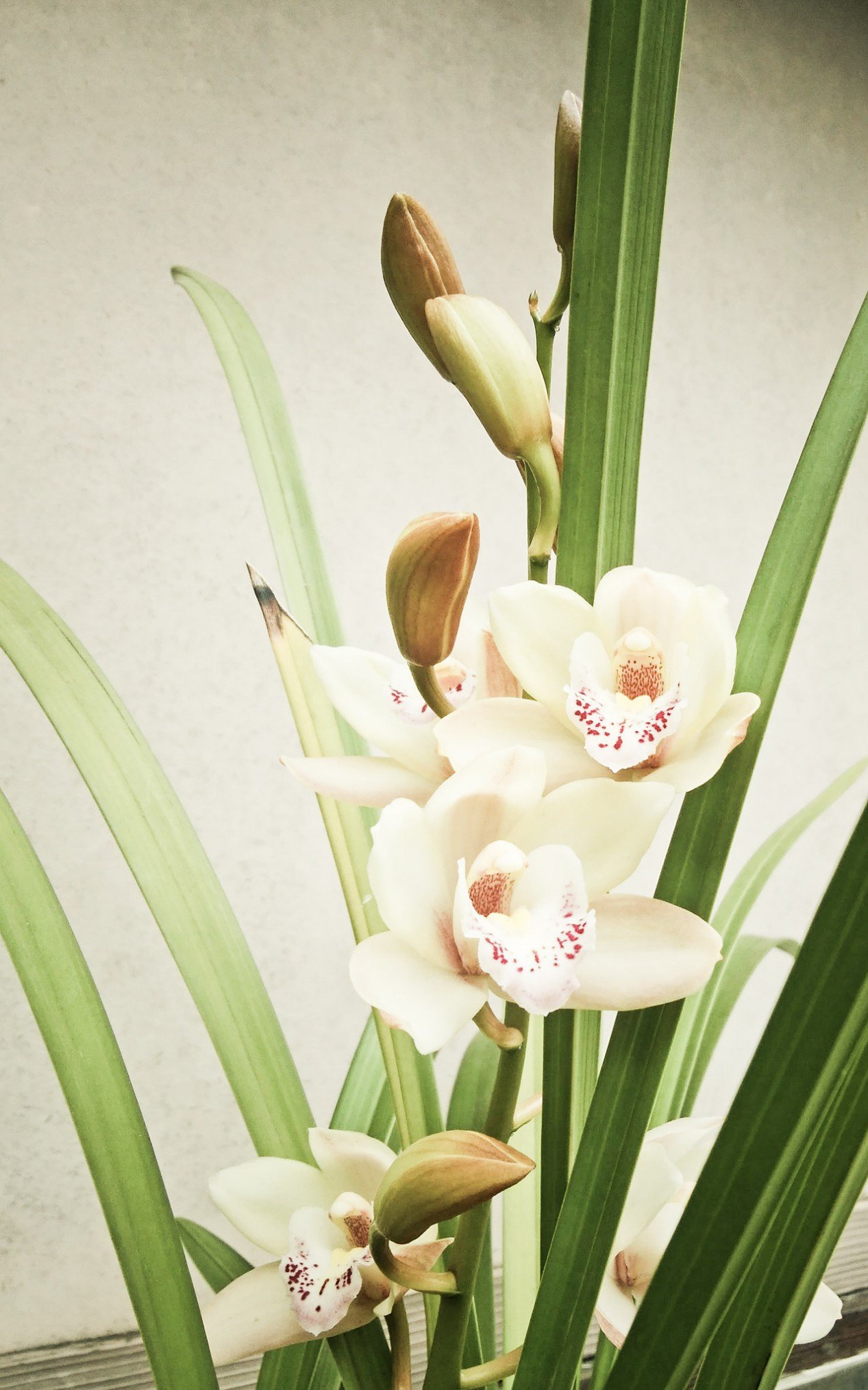 スマホ版Photoshop express