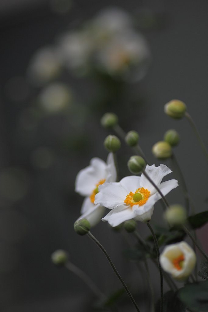 Tamron 90mm f2.8 macro 172E