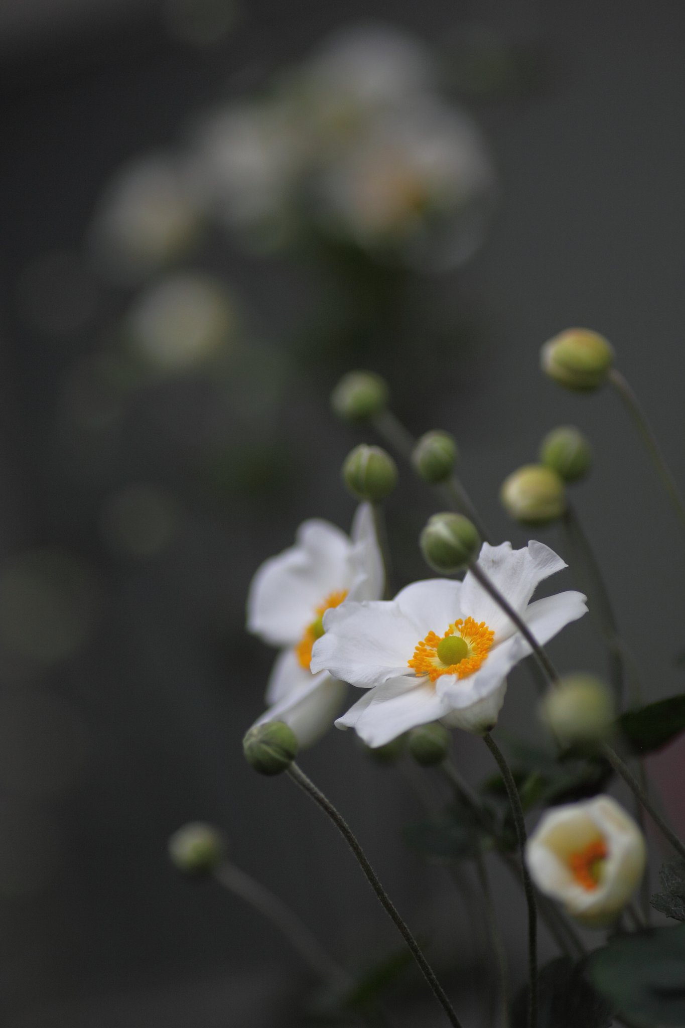 Tamron 90mm f2.8 macro 172E