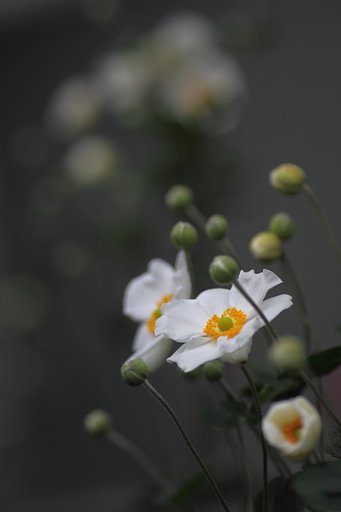 Tamron 90mm f2.8 macro 172E