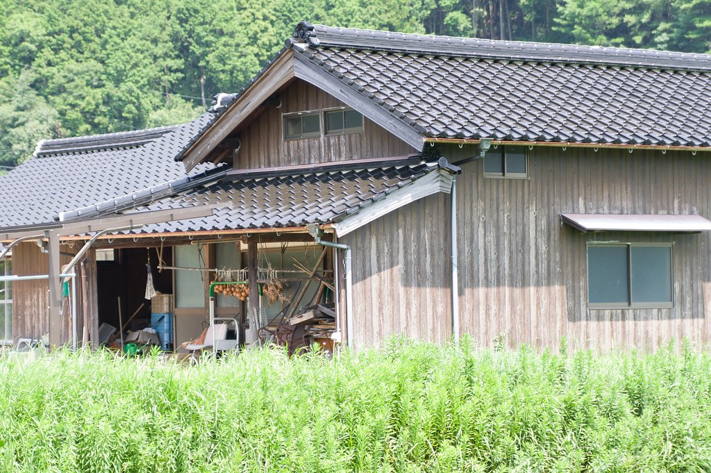 玉ねぎ