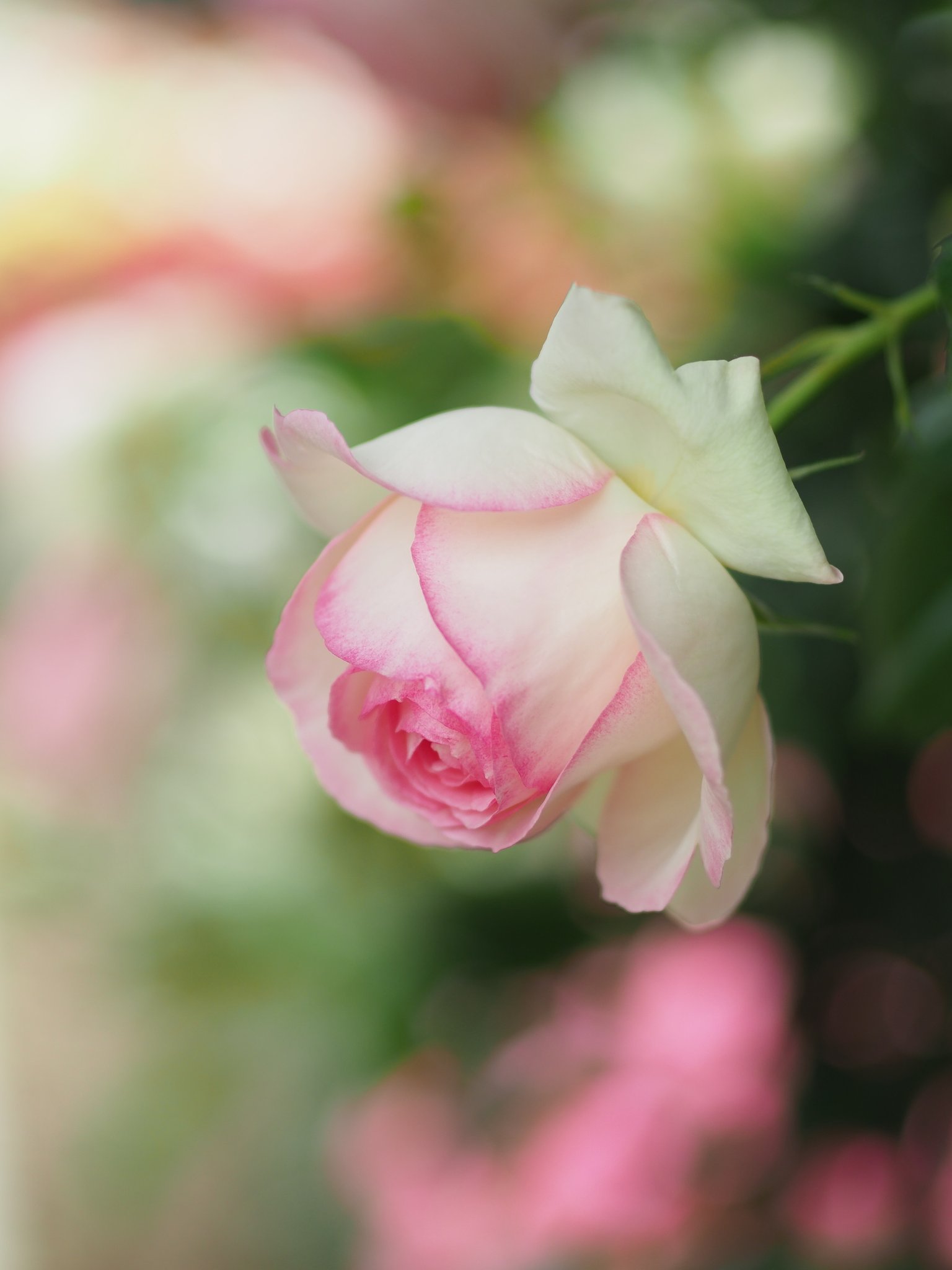 神代植物公園のバラ