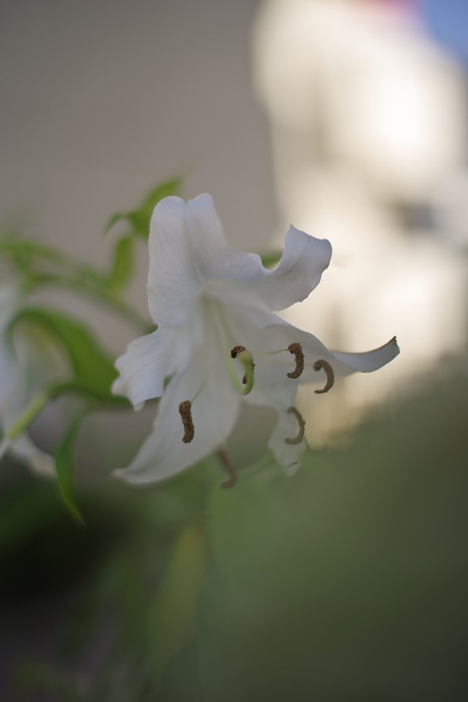 PENTAX-M　50㎜F1.4