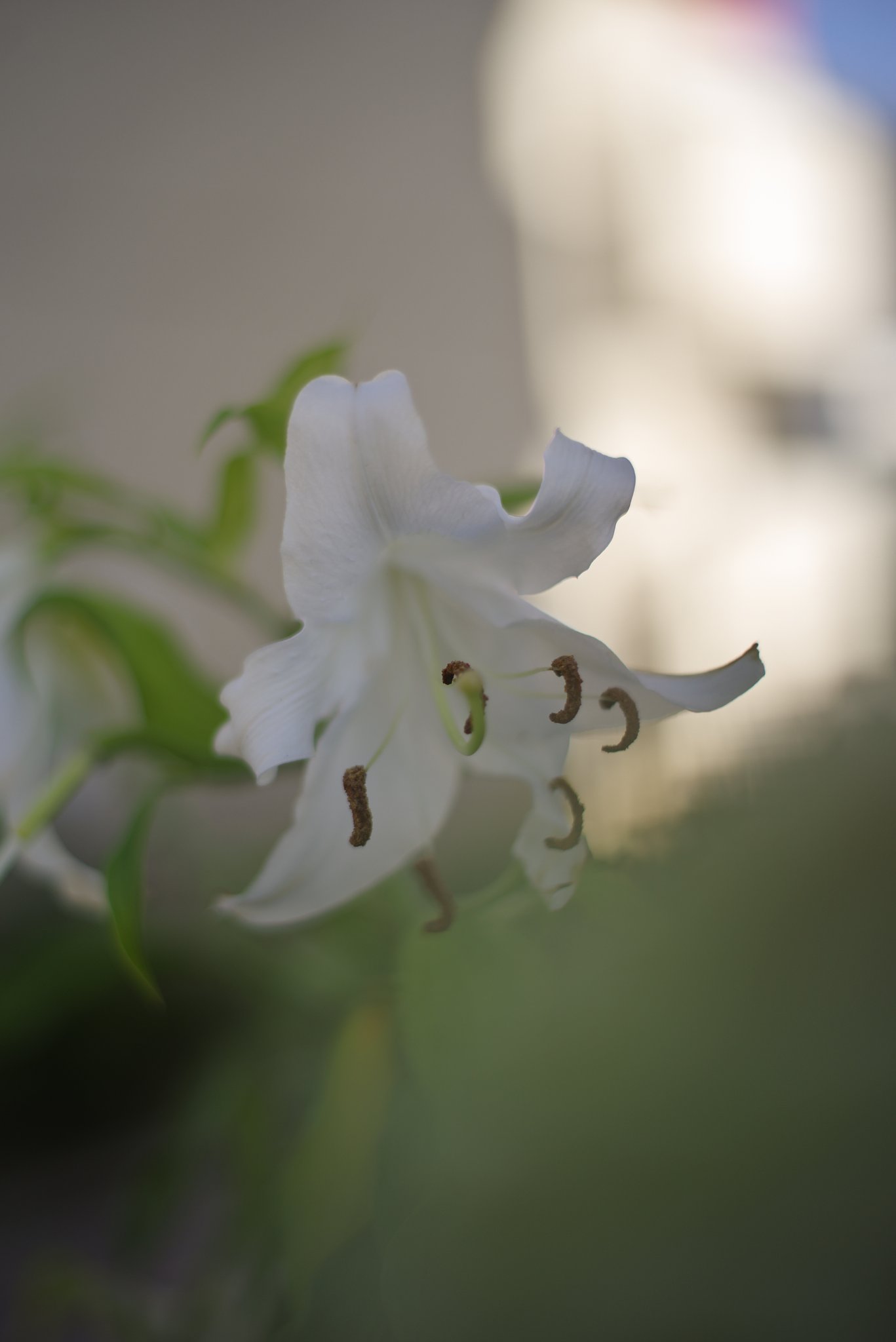 PENTAX-M　50㎜F1.4