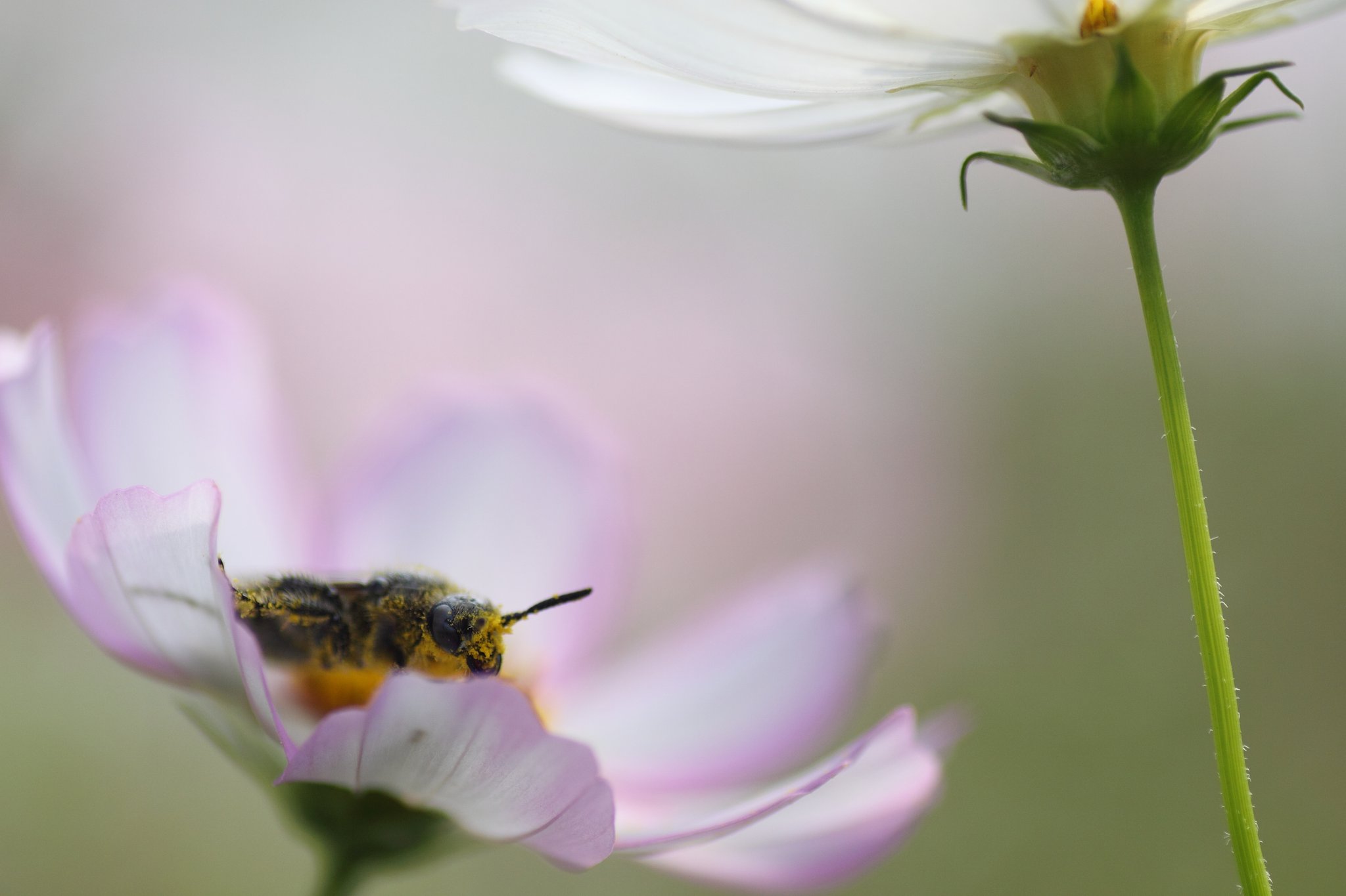Tamron 90mm f2.8 macro 172E