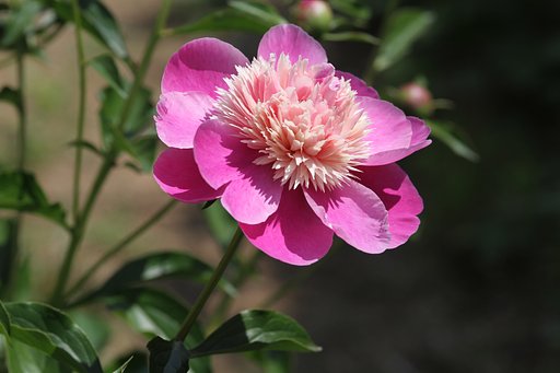 芍薬　面影雌花？