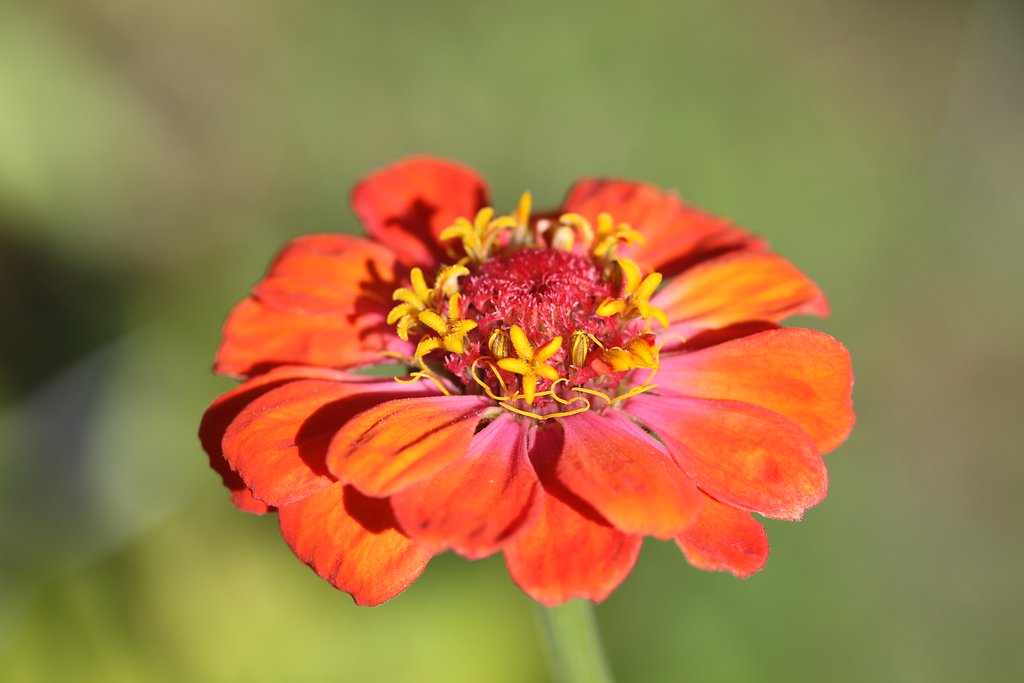 Sigma 105mm F2.8macro
