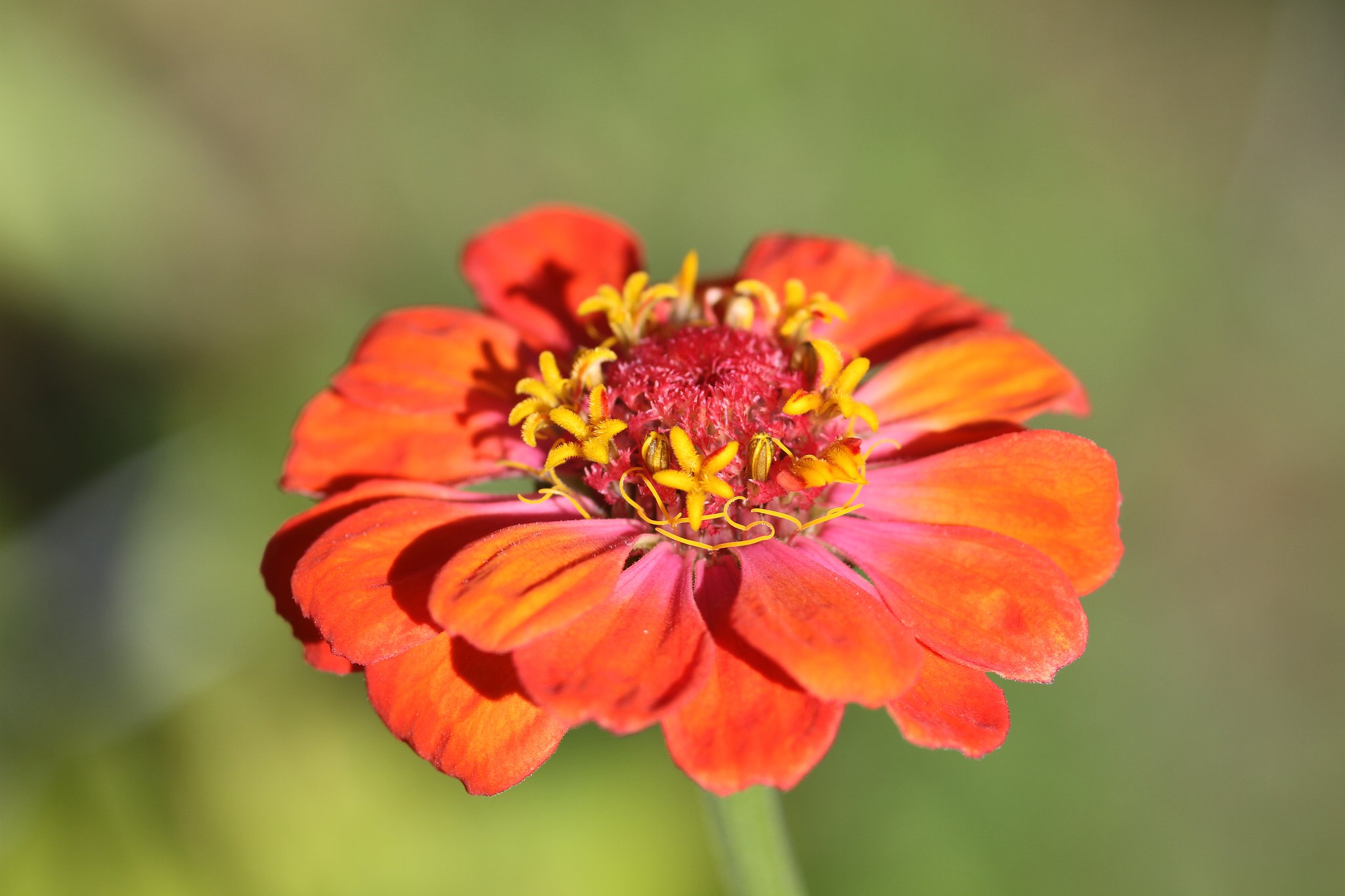 Sigma 105mm F2.8macro