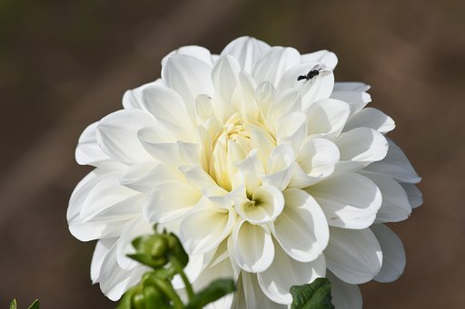 菊