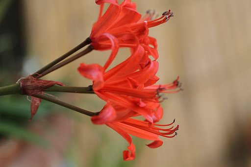 TAMRON SP DI 90mm 1:2.8 macro 1:1  272E
