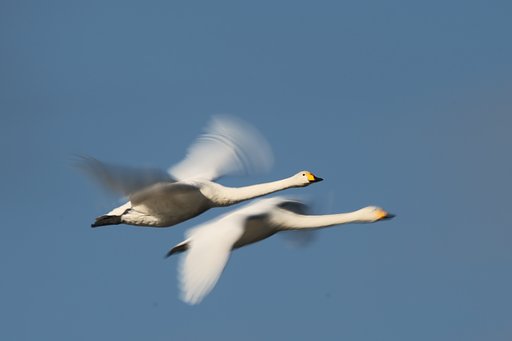 白鳥流し