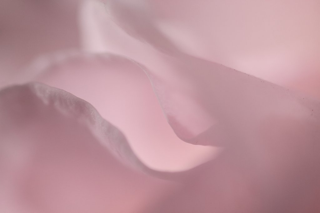 薔薇
