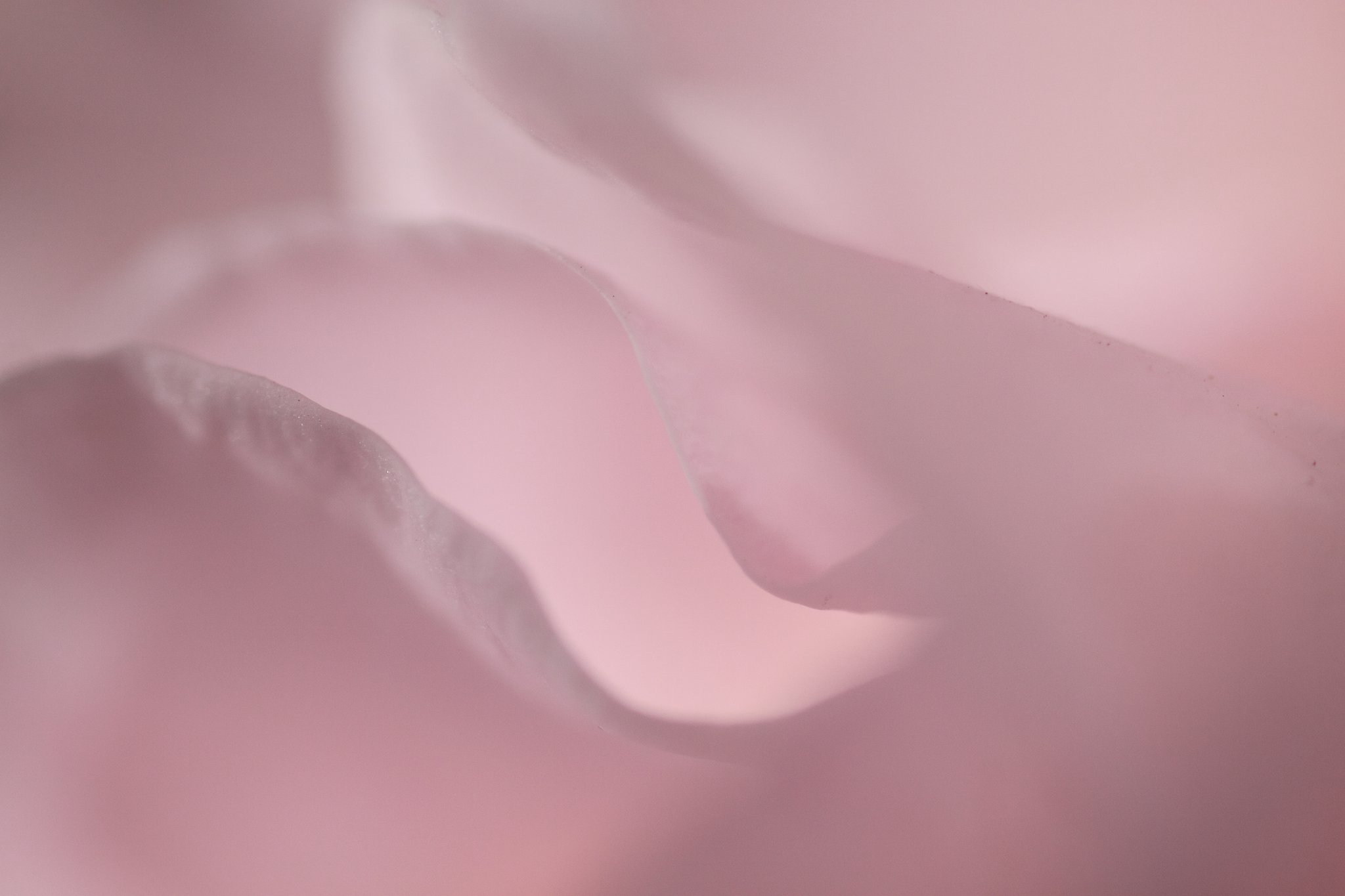 薔薇