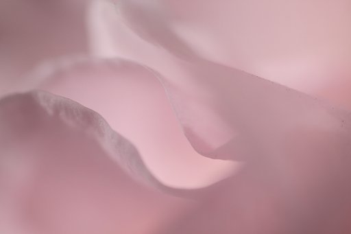 薔薇