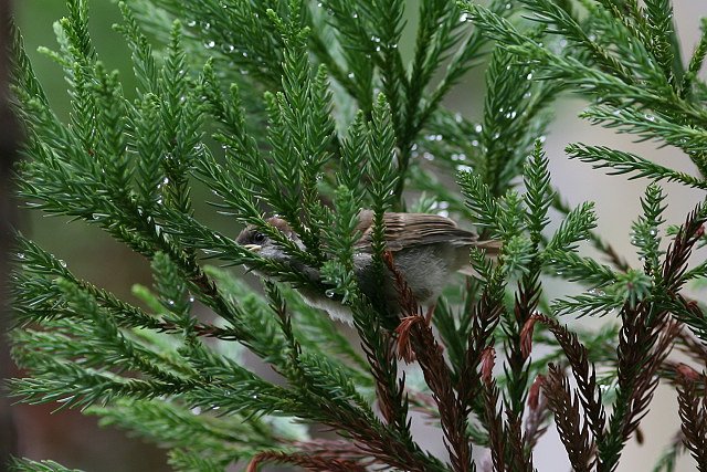 【淡】雨の中…