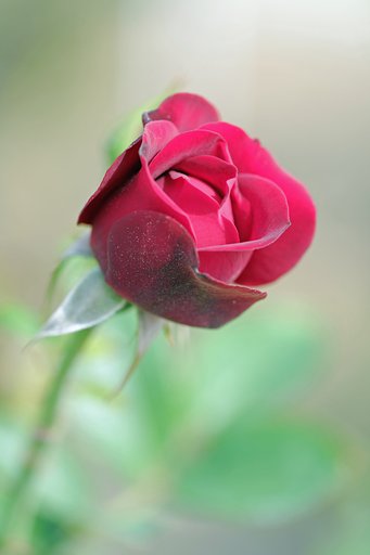 薔薇