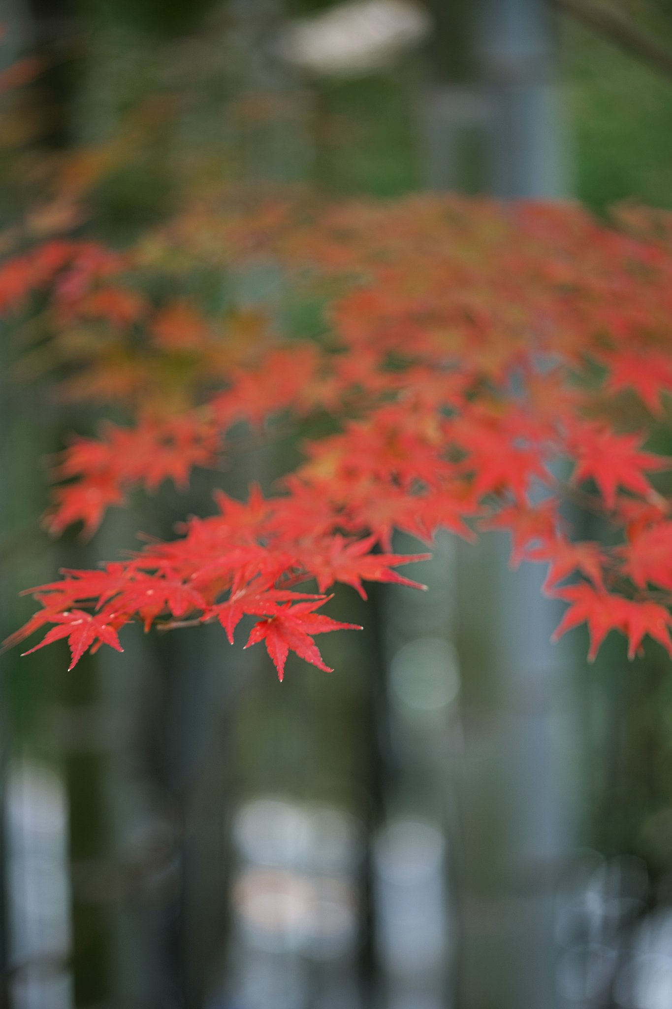 Tamron 90mm F2.8  Macro  F017