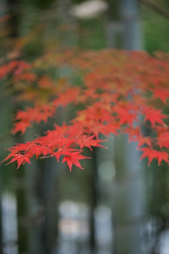 Tamron 90mm F2.8  Macro  F017