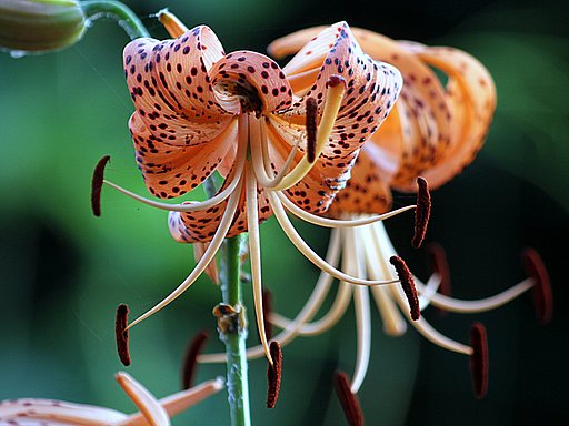 cano　Zoom EFS 55㎜-250㎜F4-5.6　IS