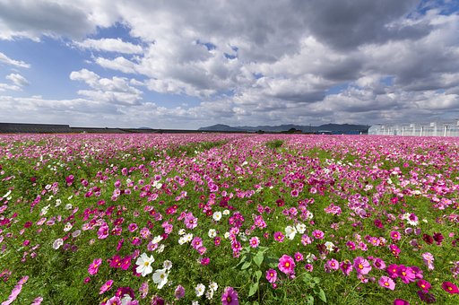 花の海
