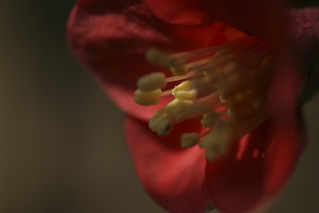 EVアンダーめ　〜花芯〜