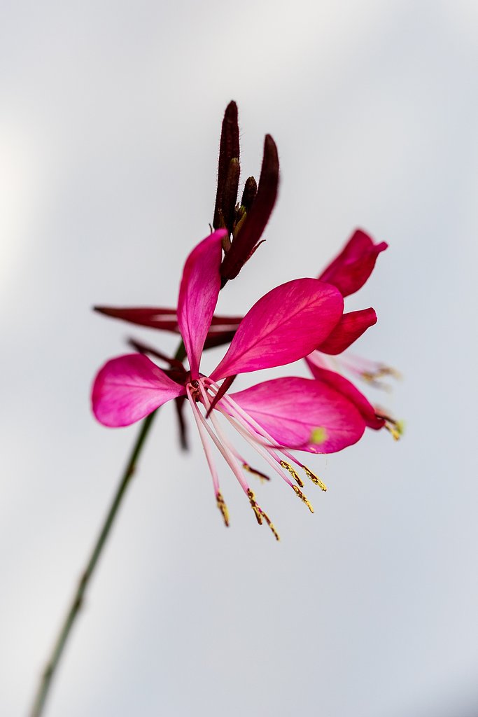 EF100mm F2.8 MACRO L IS