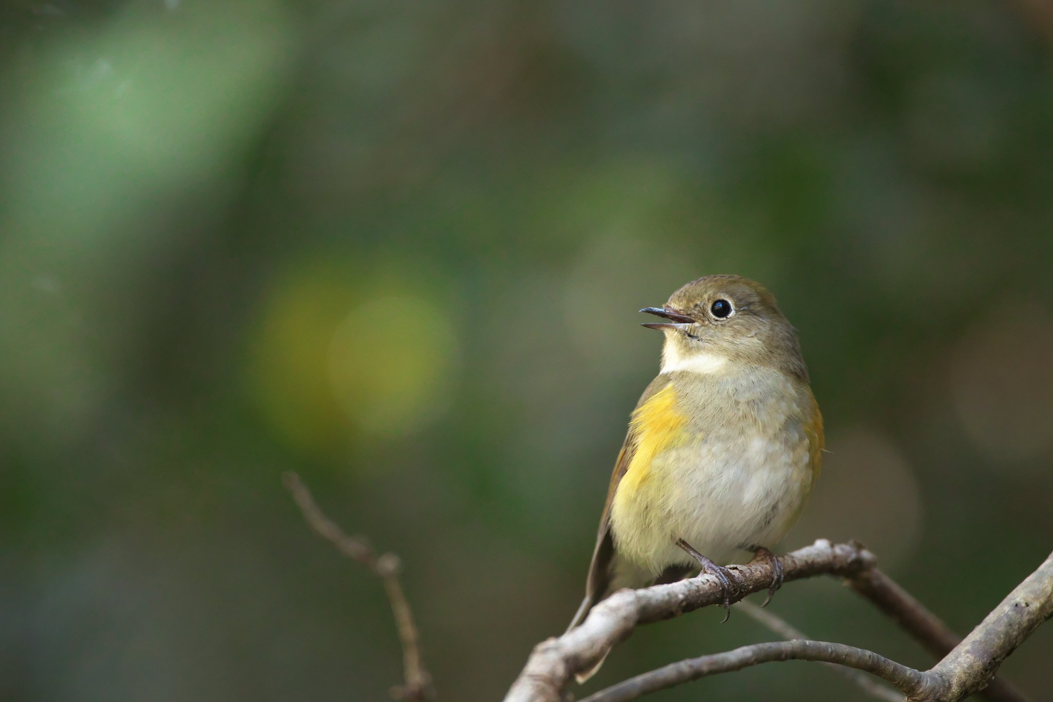 EF500mm F4L IS＋EF1.4xⅢ