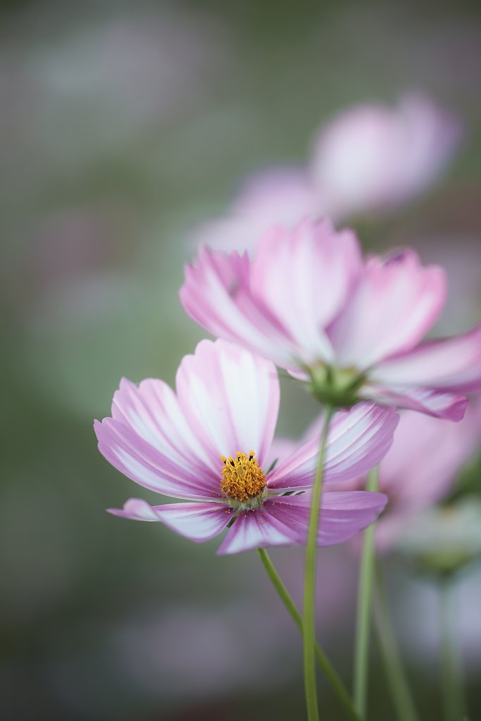 タムロン90㎜F2.8　マクロ　172E