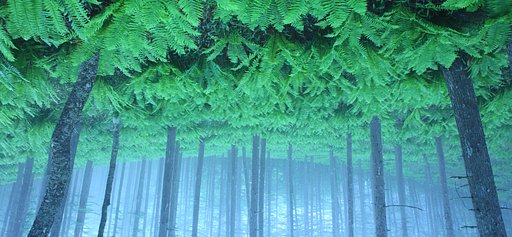支天の森