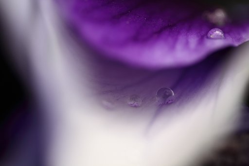 Tamron 90mm f2.8 macro 172E