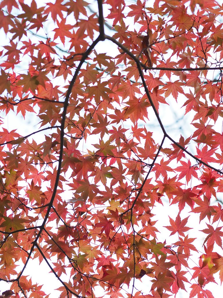 ◎Pana-LEICA DG NOCTICRON 42.5mm/F1.2 ASPH.