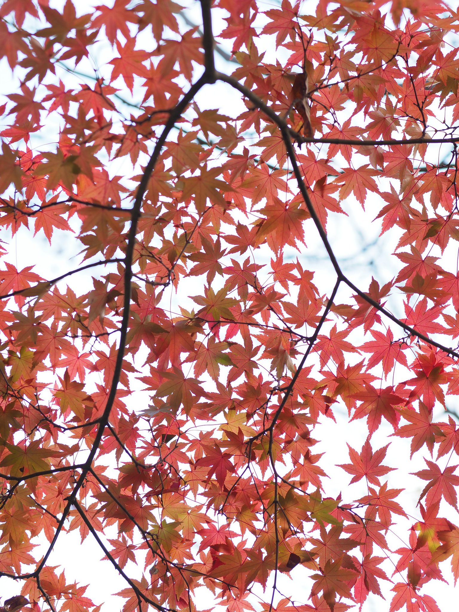 ◎Pana-LEICA DG NOCTICRON 42.5mm/F1.2 ASPH.