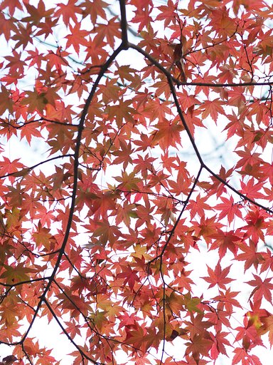 ◎Pana-LEICA DG NOCTICRON 42.5mm/F1.2 ASPH.